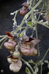 Aristolochia californica